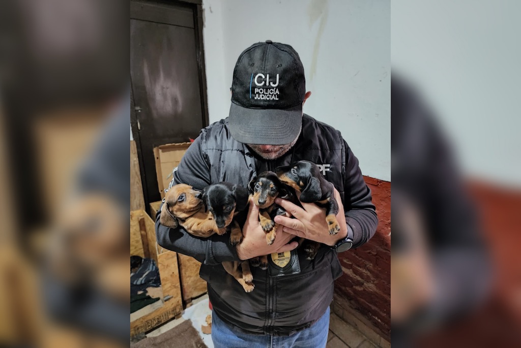 Caballito: rescataron a 55 perros que eran maltratados en un criadero ilegal