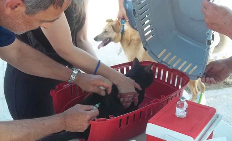 Vacunación antirrábica gratuita en Plaza Alberdi
