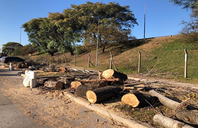 Tala indiscriminada de árboles en Parque Avellaneda