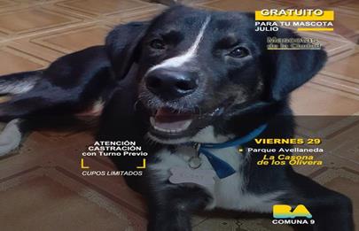 Atención veterinaria y castraciones gratuitas en la Casona de los Olivera