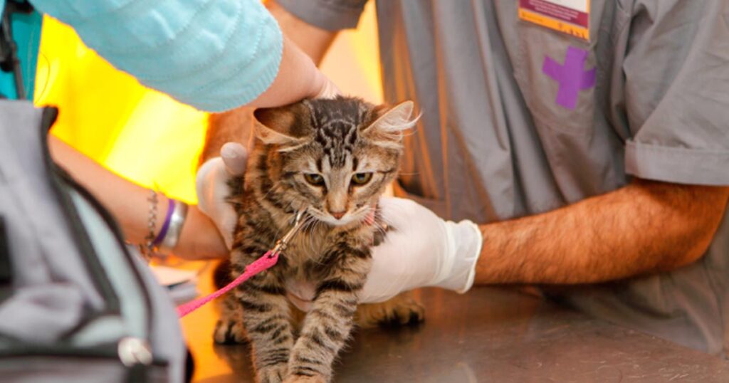 Castración de mascotas en Villa Ortúzar