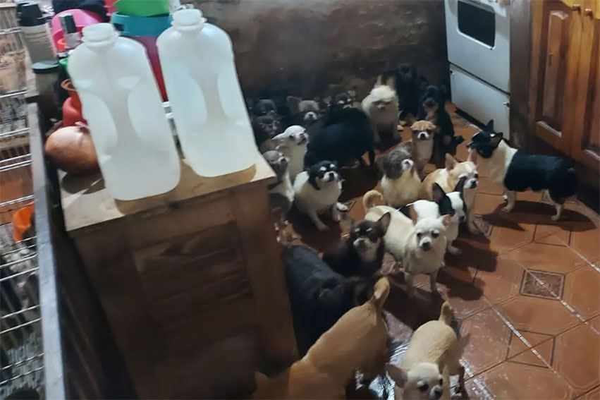 Un criadero con 123 perros en Villa Crespo fue clausurado e inician acciones por violación de la ordenanza que los prohíbe en CABA
