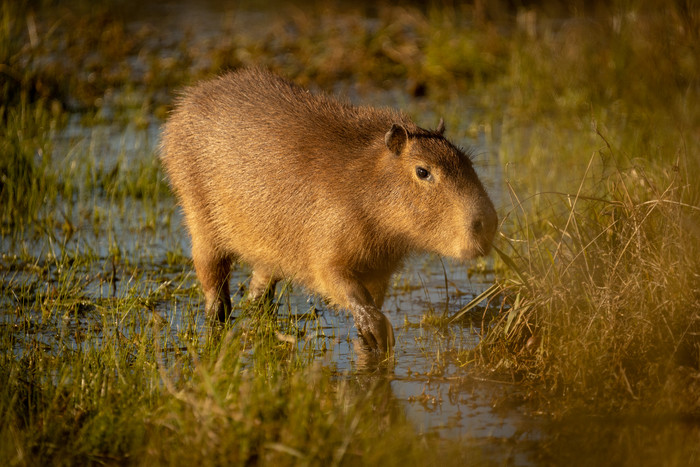 El GCBA liberó a un carpincho y a dos zorrinos rescatados en Villa Soldati y Recoleta
