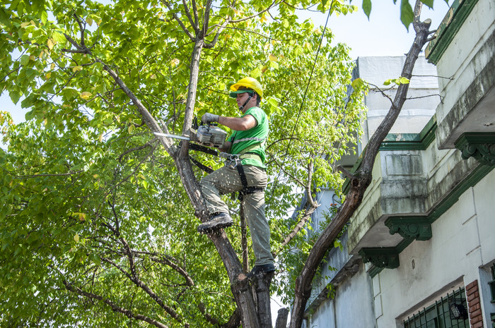 La Corte Suprema dejó firme la medida cautelar que prohibió la poda indiscriminada en CABA