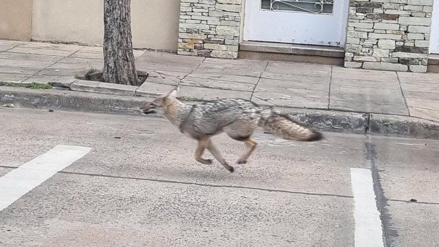Alerta por un zorro suelto en Mataderos