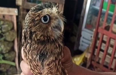 Rescatan a una lechuza en cautiverio en Villa Lugano