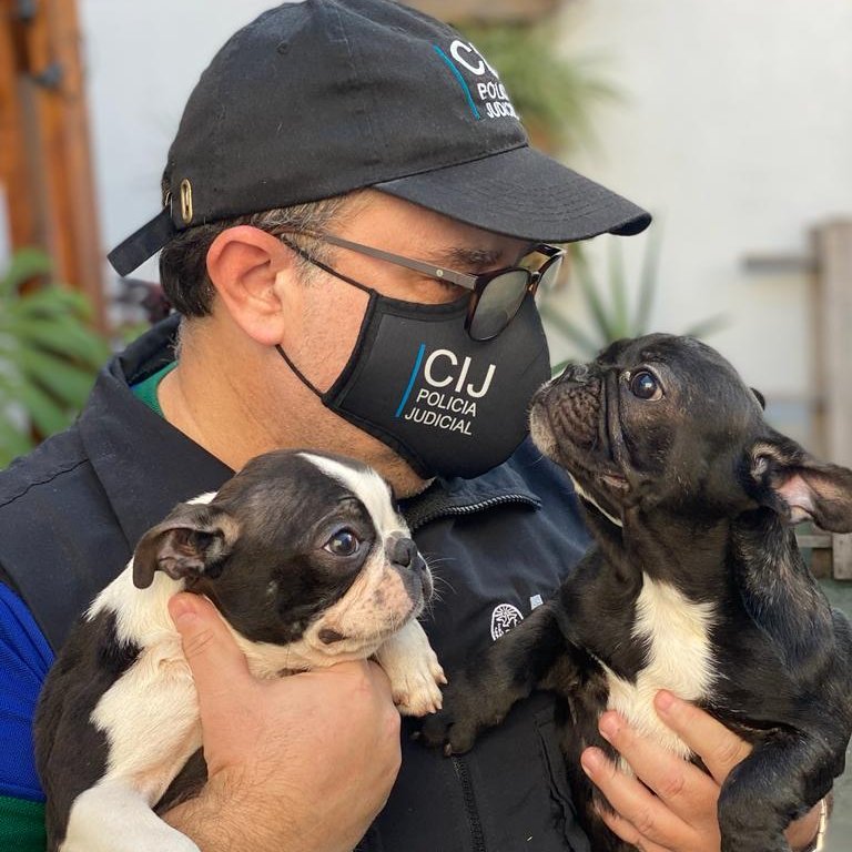 Villa Crespo: desmantelaron un criadero ilegal y rescataron a 26 perros