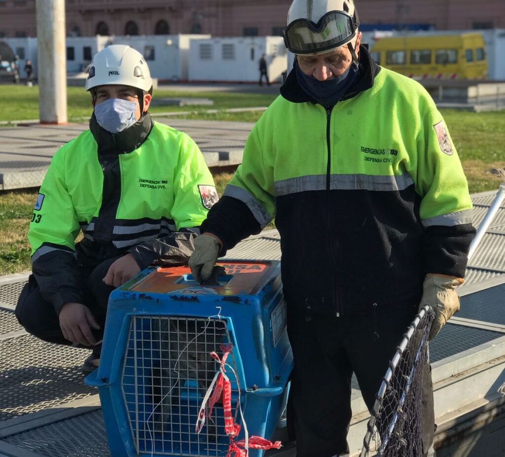 Rescataron a un zorro gris que apareció en los alrededores de la Casa Rosada