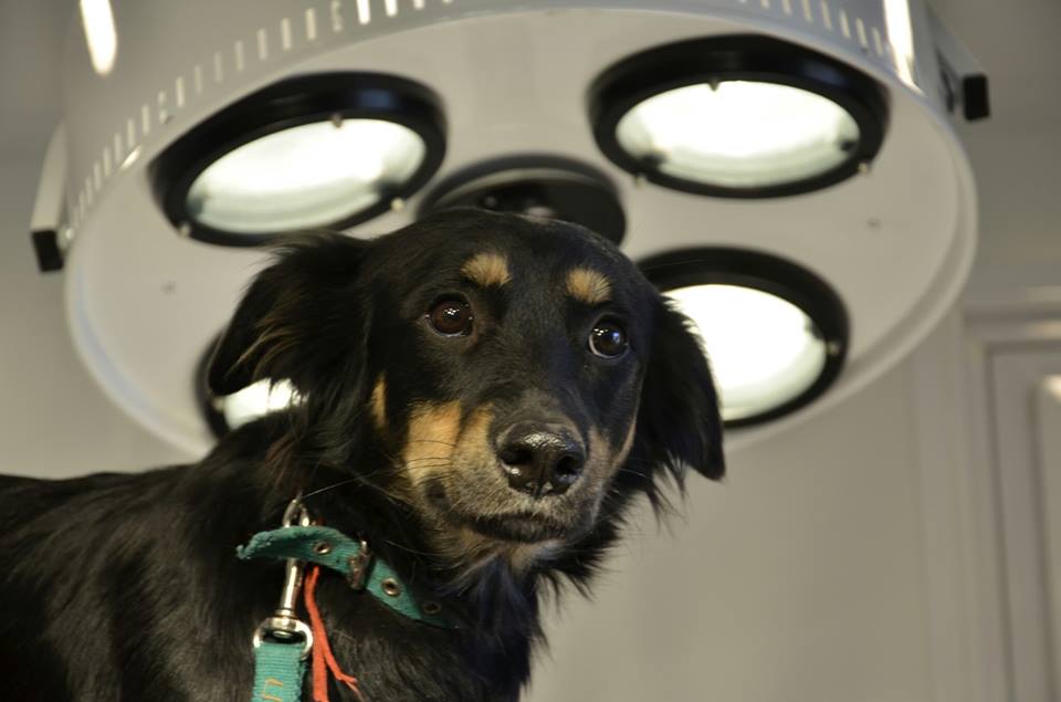 Mascotas de la Ciudad: vacunación antirrábica gratuita y sin turno en Plaza Alberdi