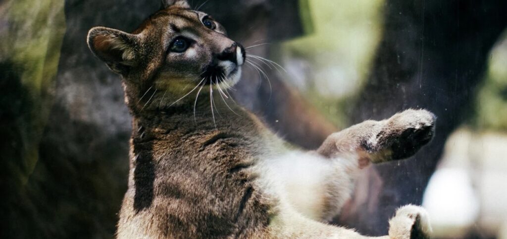 Como la orangutana Sandra, la puma Lima Limón fue declarada “sujeto de derechos no humano”