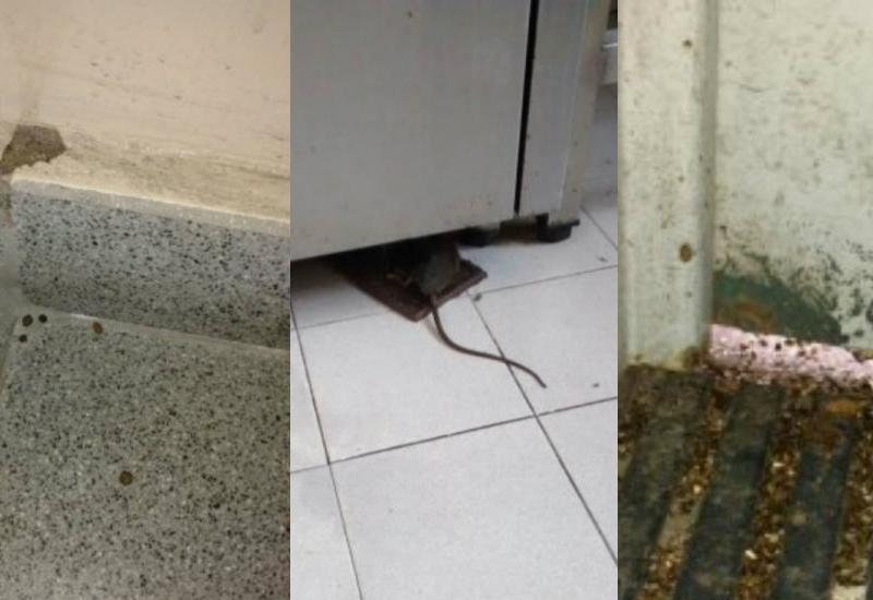 Agronomía: la comunidad educativa de una escuela protesta por la presencia de ratas