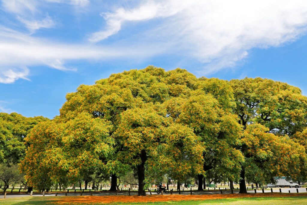 Día del Árbol: el GCBA plantará ejemplares de ginkgo biloba en torno al cementerio de Chacarita