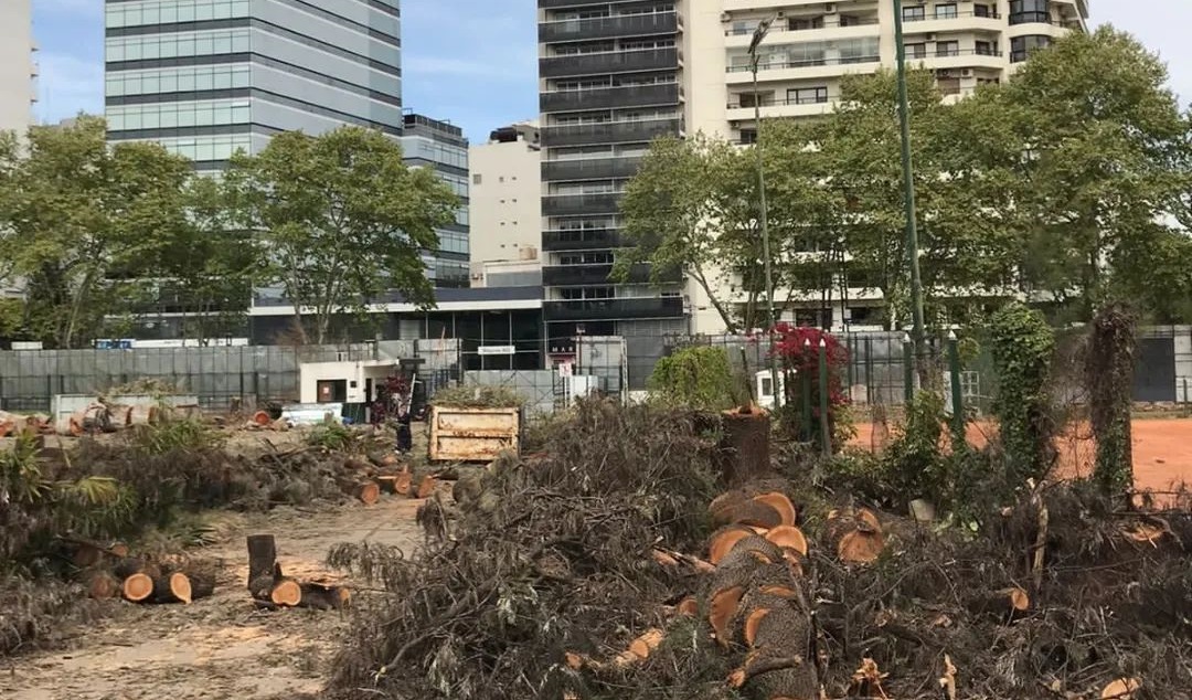 Parque de la Innovación: denuncian la tala de un pequeño bosque dentro del ex Tiro Federal “para construir torres”