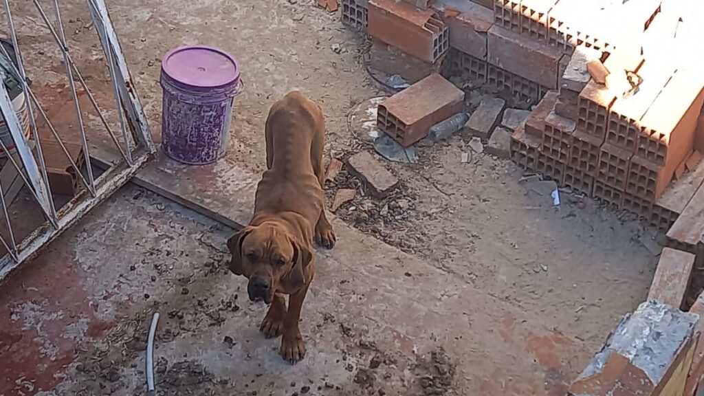 Villa Real: rescatan a un perro en estado de abandono y desnutrición