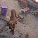 Villa Real: rescatan a un perro en estado de abandono y desnutrición