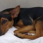 La triste historia de Billy, el perro de Villa Urquiza asesinado en Luján: el acusado tenía un arsenal