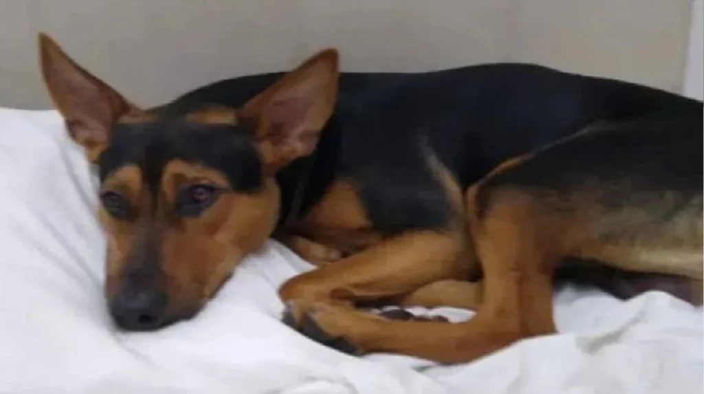 La triste historia de Billy, el perro de Villa Urquiza asesinado en Luján: el acusado tenía un arsenal