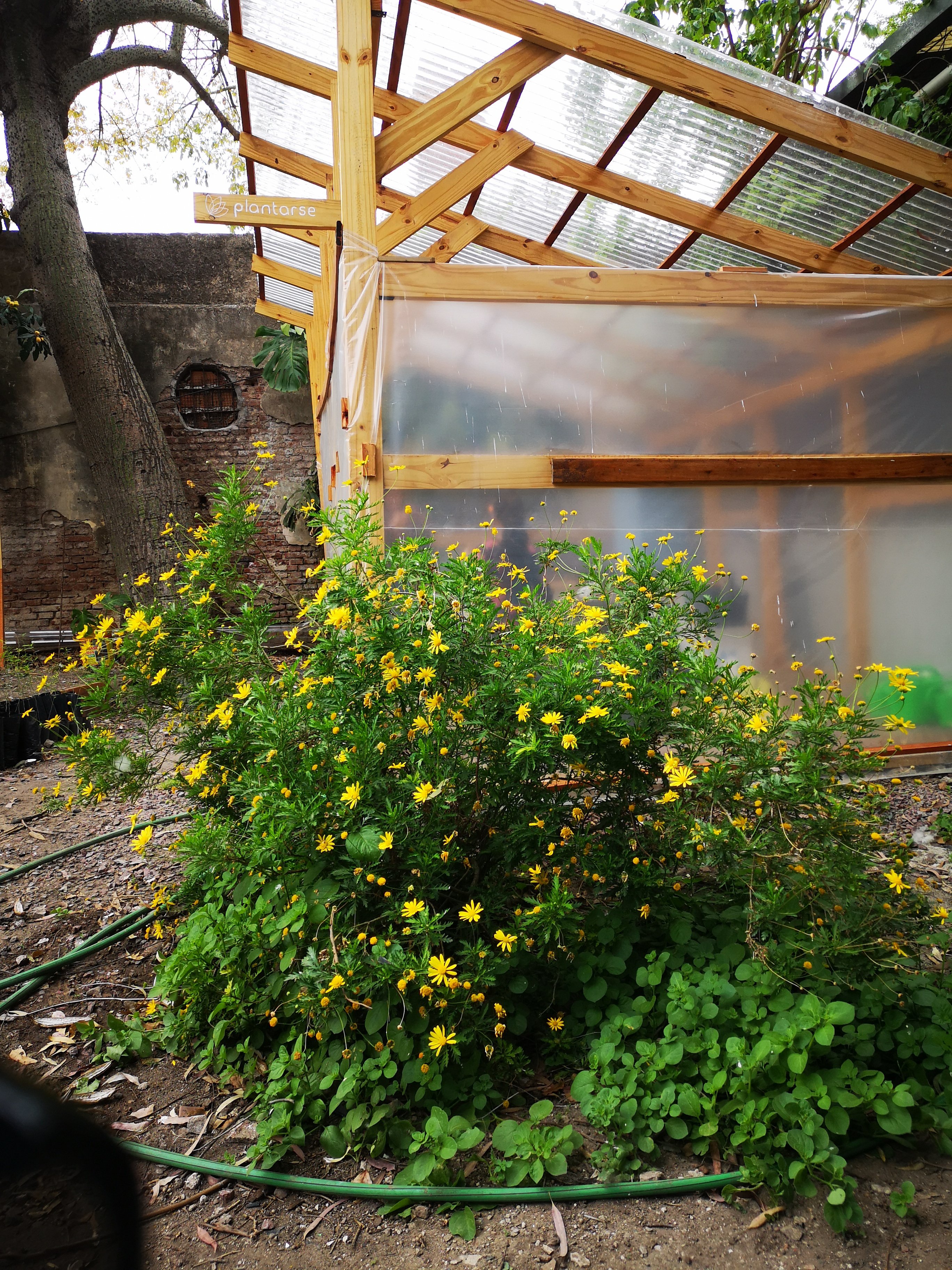 Boedo: abrió un vivero de plantas nativas en AVeFA