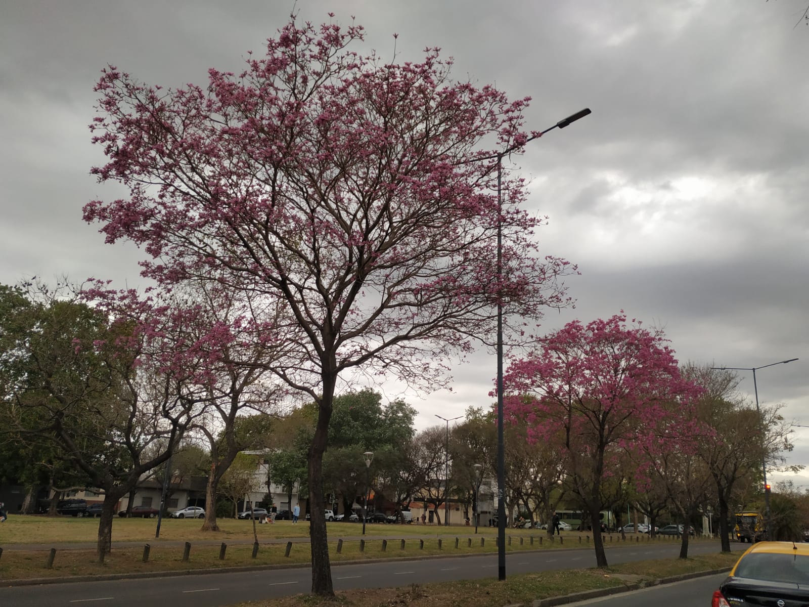 Saavedra es uno de los barrios porteños con más lapachos, que florecen en primavera
