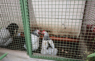 Rescatan gallos y gallinas de criadero ilegal en Villa Soldati