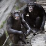 Ecoparque: los dos chimpancés llegaron al santuario en el Reino Unido