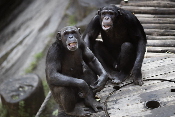 Ecoparque: los dos chimpancés llegaron al santuario en el Reino Unido