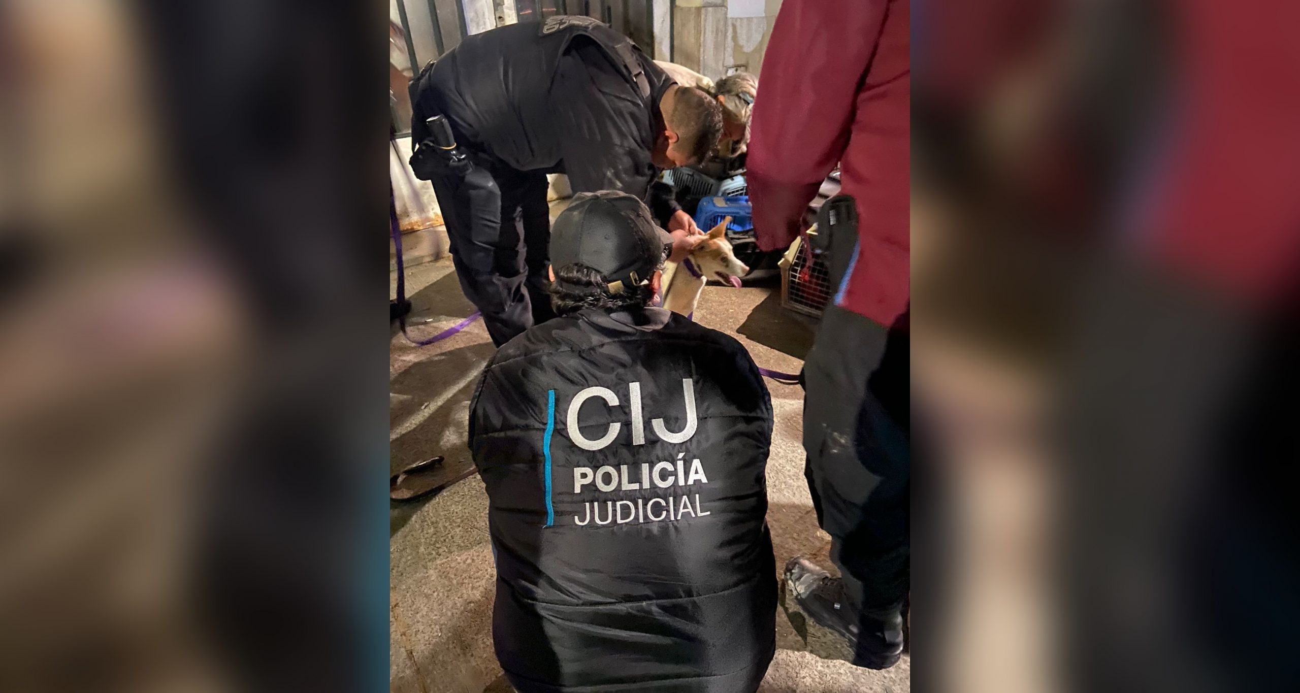 Rescatan 19 perros, siete gatos y una tortuga que vivían hacinados en una vivienda de Ruiz Huidobro al 2300