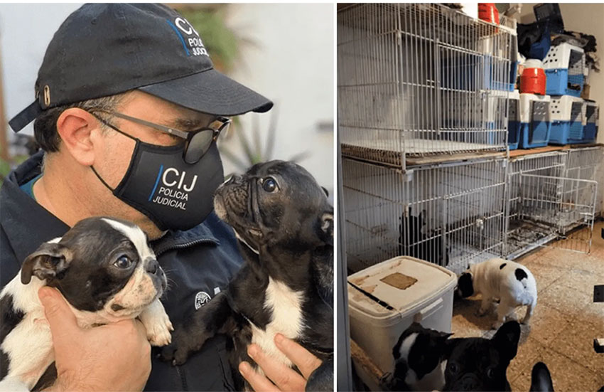 Un criadero ilegal con 22 perros de las razas Bulldog francés y Pug fue clausurado hoy