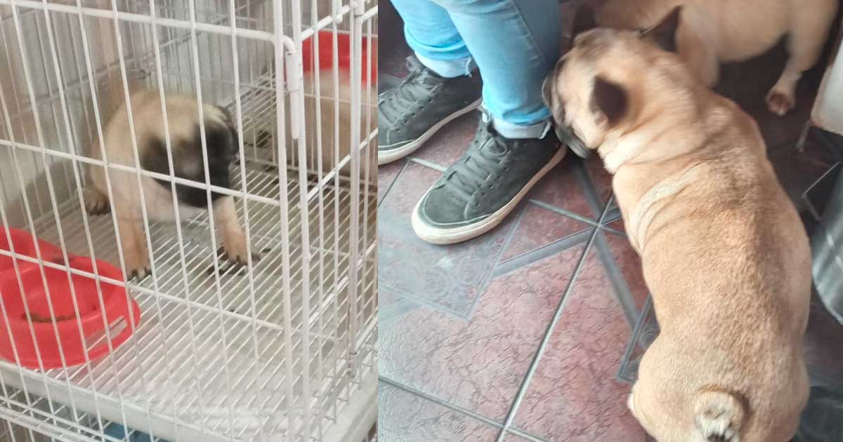 Parque Chas: Operativo policial en un criadero clandestino de perros  a cargo de una falsa veterinaria