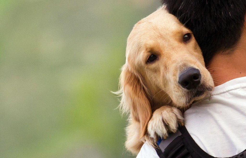 Mascotas de la Ciudad: vacunación antirrábica gratuita y sin turno en Parque Saavedra