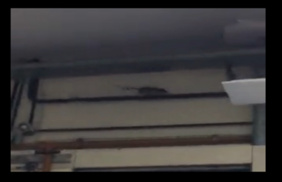 Las ratas vuelven a invadir el Nornal 5 de Barracas
