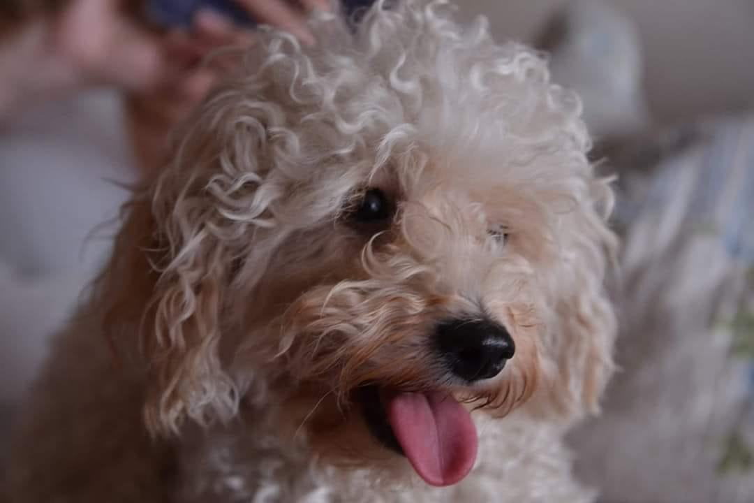 A nueve meses de su desaparición en Saavedra, continúa la búsqueda de la caniche Bella