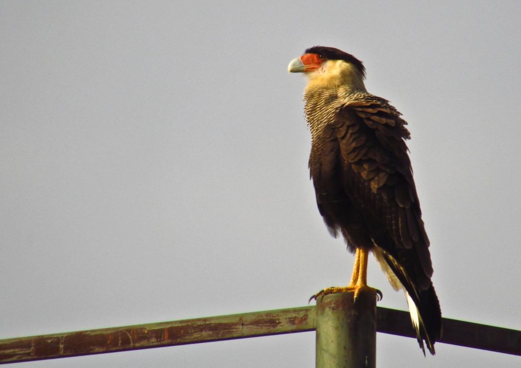 Nueva jornada para observar aves en Parque Sarmiento