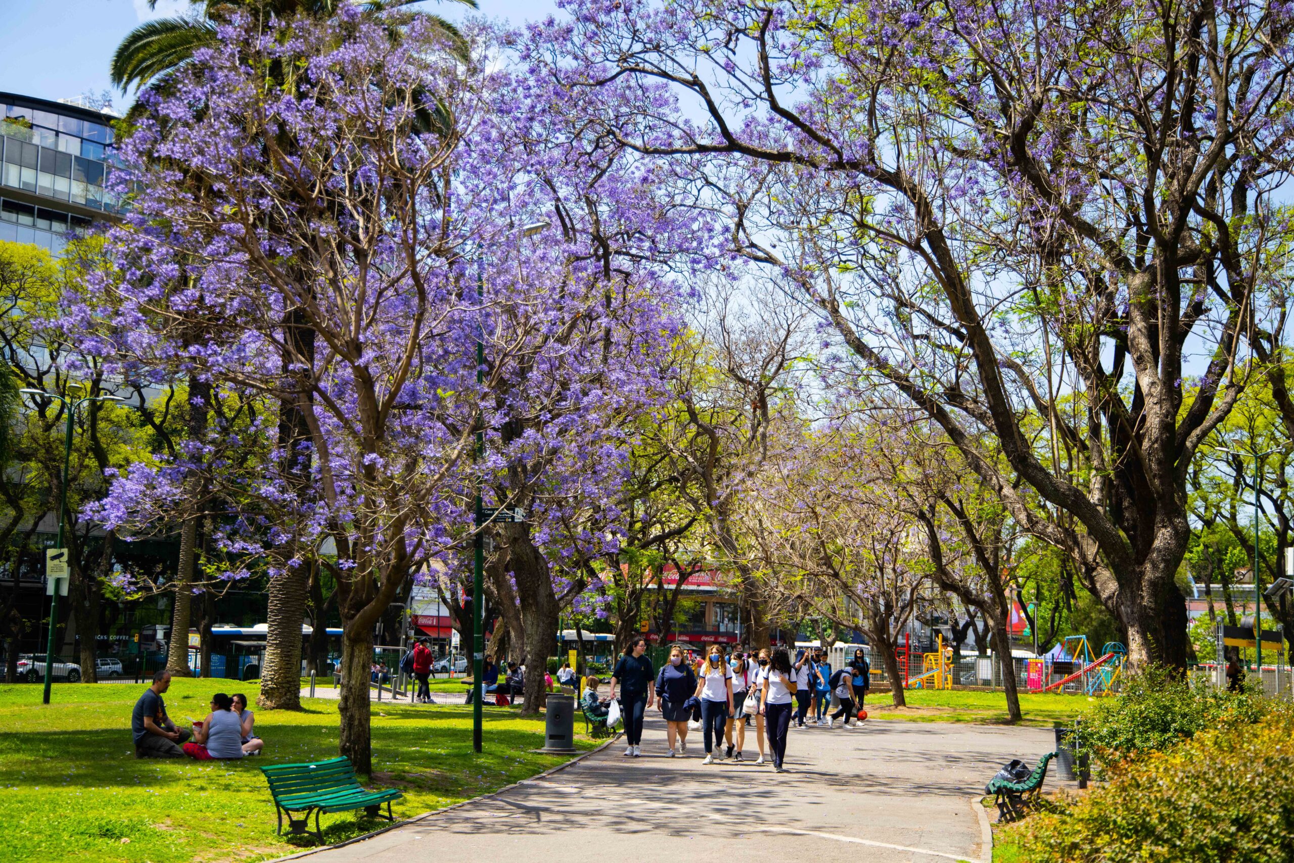La Ciudad se pinta de lila con la floración del jacarandá: dónde se ubican los principales corredores