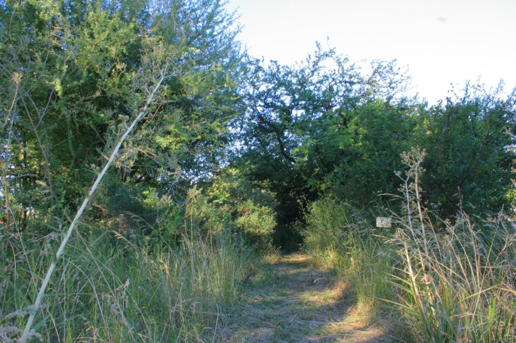 Parque Sarmiento: alertan por posibles trasplantes en el arboretum para hacer la pista de ciclismo