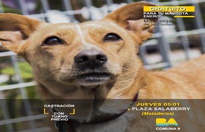 Turnos para castraciones gratuitas en Mataderos