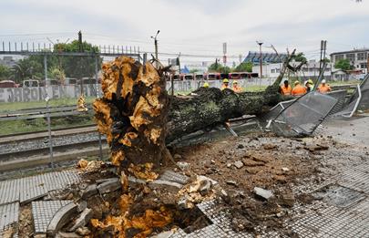 Un árbol cayó  a las vías del ferrocarril