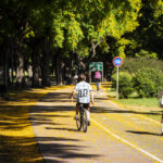 Florecen las tipas: la Ciudad se pinta de amarillo con la floración de sus 15.000 ejemplares