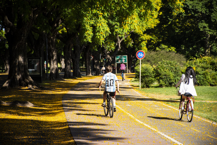 Florecen las tipas: la Ciudad se pinta de amarillo con la floración de sus 15.000 ejemplares