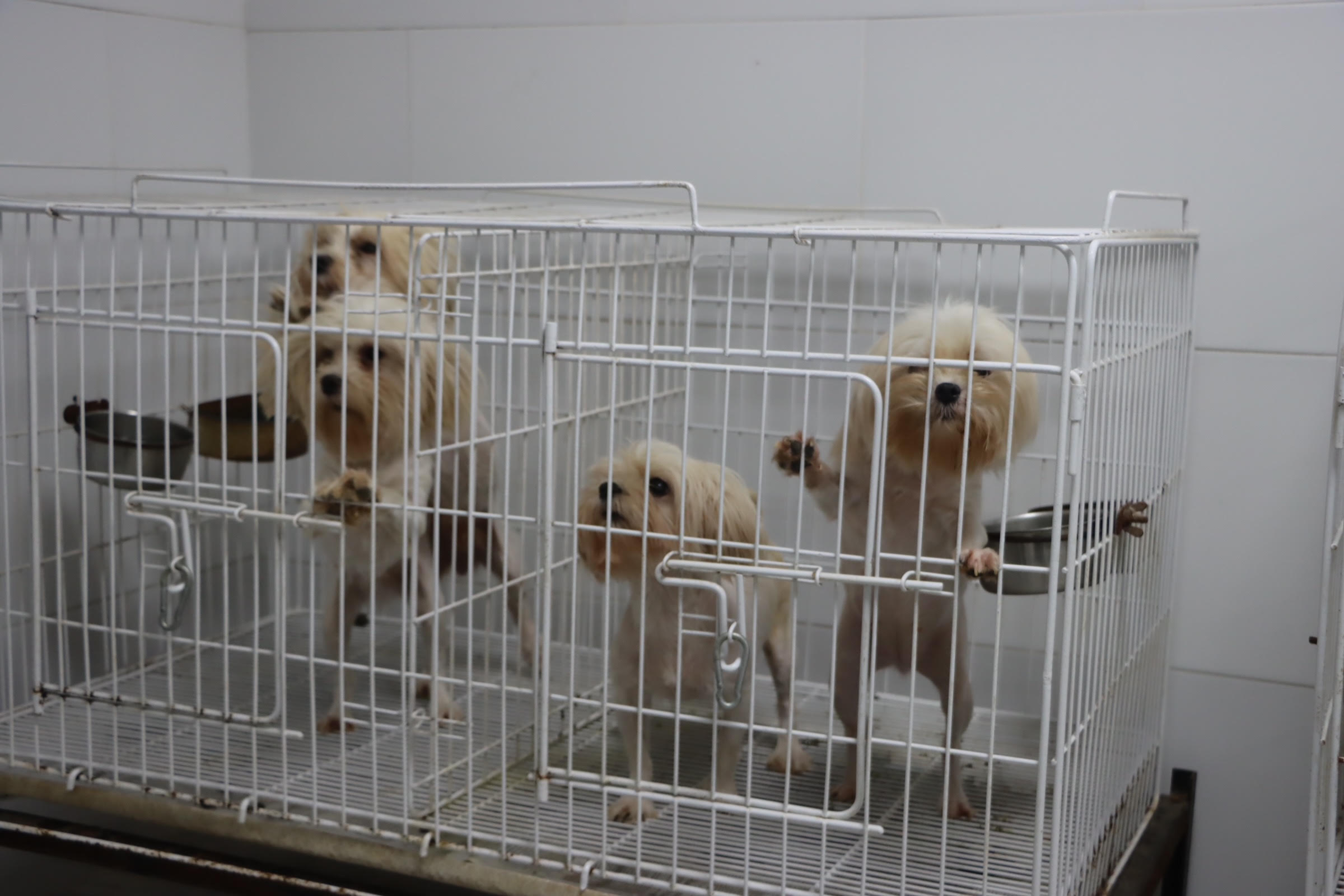 Belgrano: rescatan a 17 perros de un criadero ilegal y detienen a su responsable