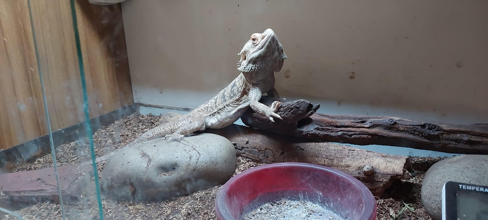 Boedo: rescatan 11 perros, víboras, lagartos, peces y erizos de un criadero clandestino