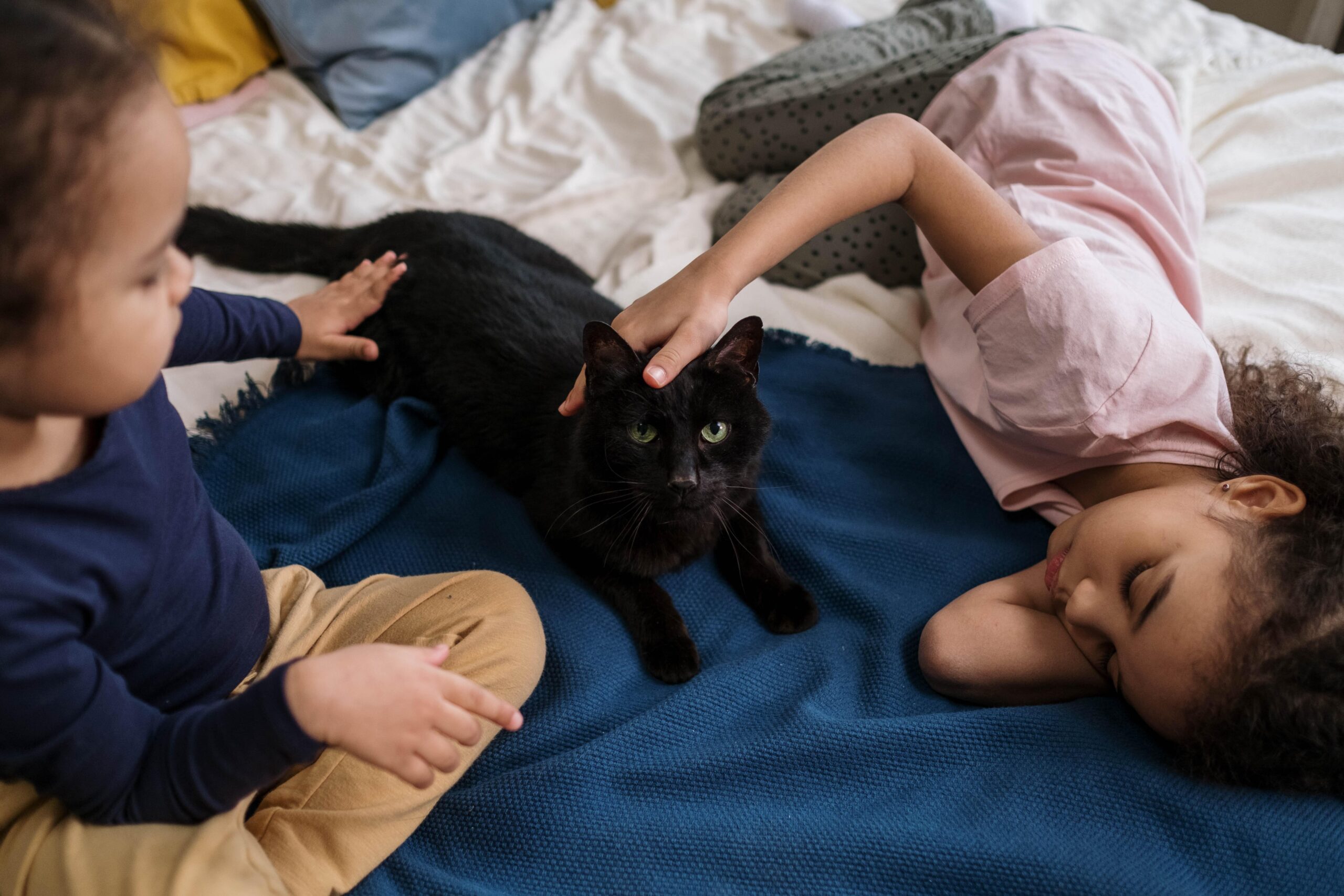 Regreso a clases: cómo se ven afectadas las mascotas