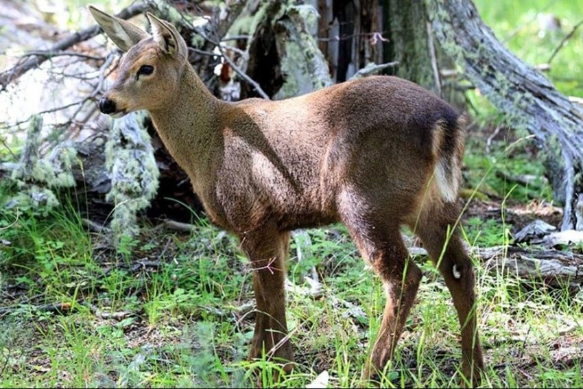 Nació un humel, especie en peligro de extinción, en una estación de rehabilitación y cría