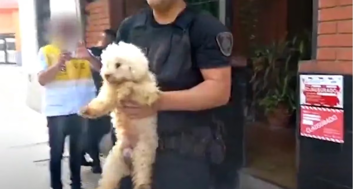 Rescatan a 17 caniches de un criadero ilegal en Liniers