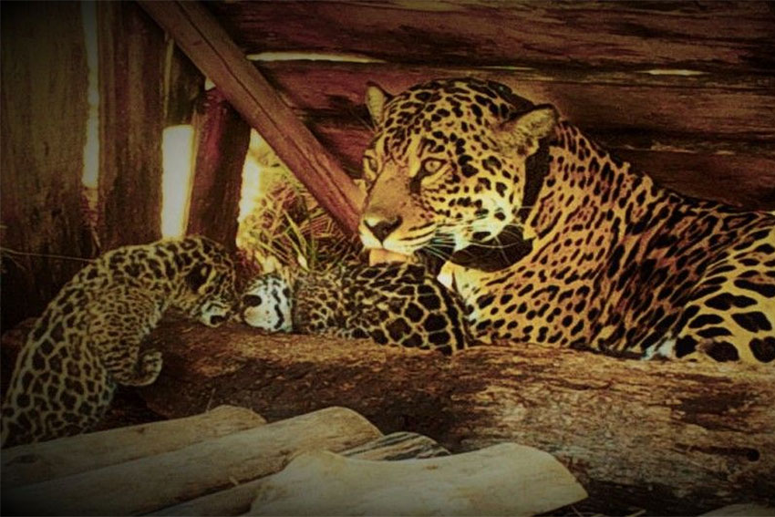 En el Impenetrable chaqueño avanza la conservación del yaguareté que conduce Rewilding Argentina