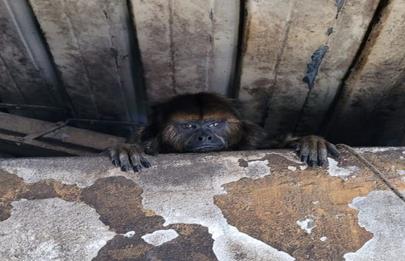 Rescatan a un mono cautivo en el barrio de Pompeya