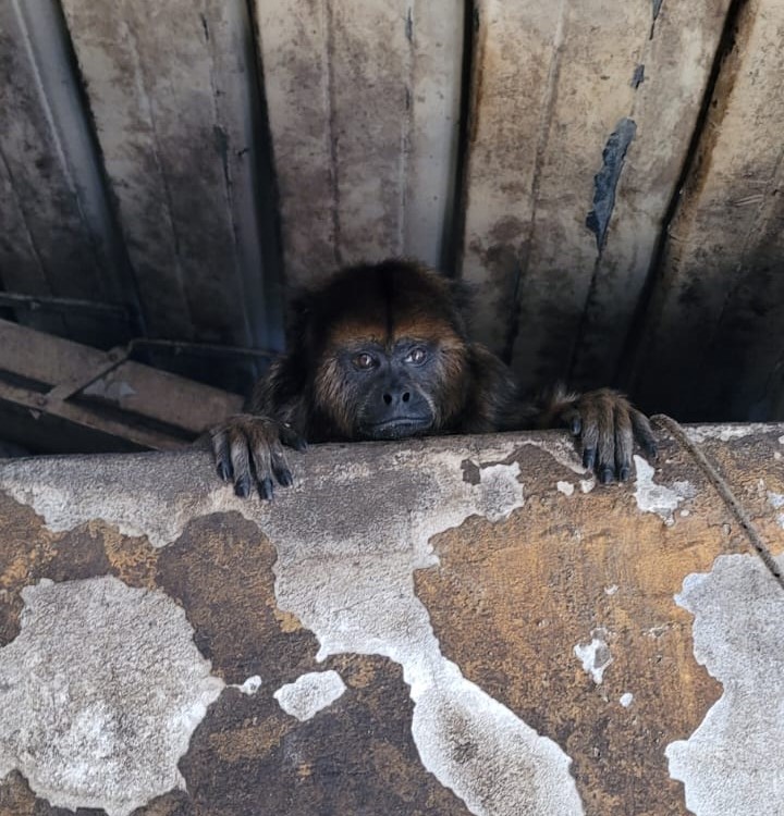 Nueva Pompeya: rescataron a una mona carayá de 15 años que estaba en cautiverio