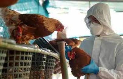 El Garrahan informa sobre casos de influenza aviar