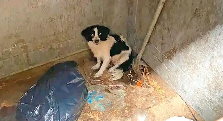 Villa Luro: una mujer abandonó a una perra dentro de un contenedor de basura