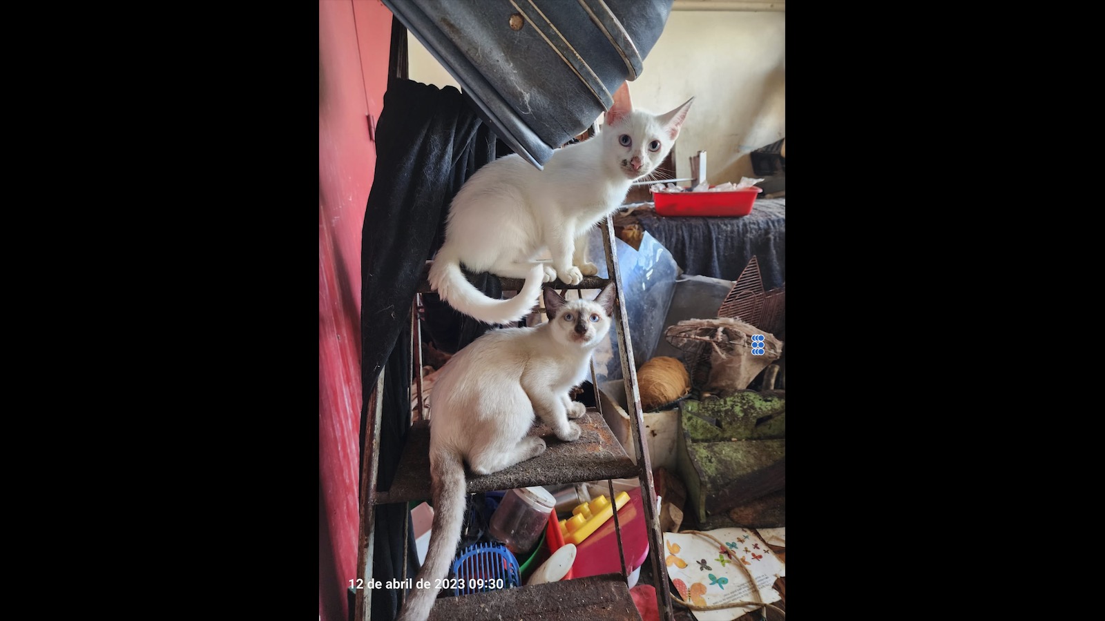 Maltrato animal: rescatan 23 gatos hacinados en una vivienda de Villa Crespo